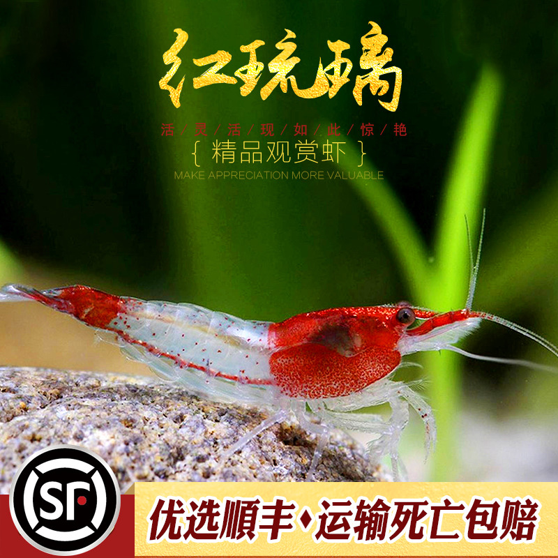 红琉璃虾水草鱼缸水族箱除藻宠物活体热带淡水观赏工具小型米虾-图1