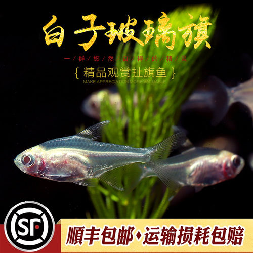 白子玻璃旗红肚玻璃灯鱼黄扯旗南美玻璃霓虹红光灯鱼草缸耐低温鱼 - 图1