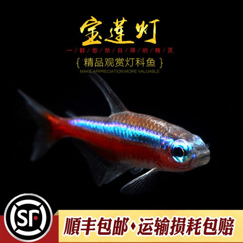 宝莲灯鱼淡水草缸热带鱼水族小型观赏鱼群游宠物新日光红莲灯科鱼 - 图1