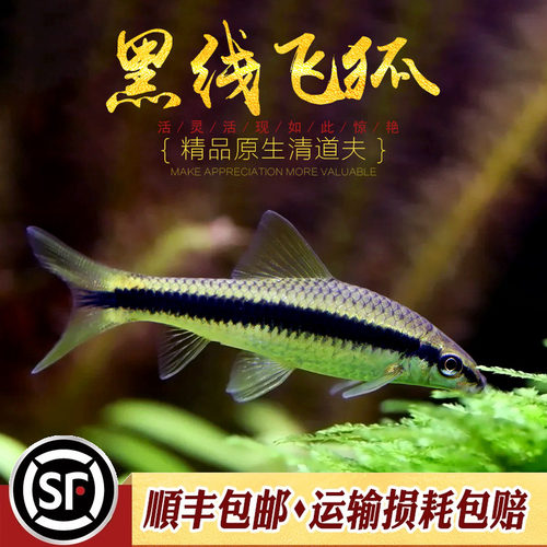 黑线飞狐 水草缸除黑毛藻强力除藻王工具鱼小猴金线一线飞狐活体 - 图1