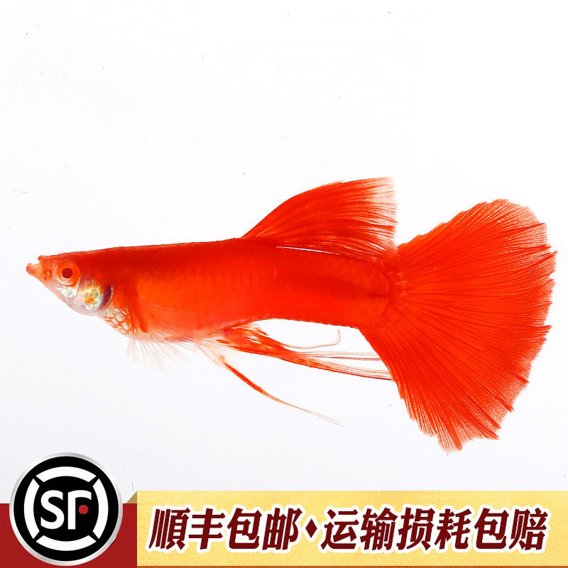 图5