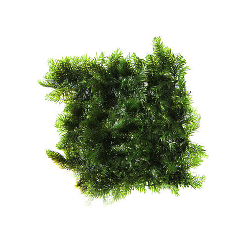 小美凤迷你美凤水草moss网片定植鱼虾缸水草缸凤尾莫丝新手水下草 - 图3