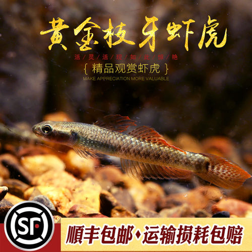 黄金枝牙枝桠虾虎鱼饰妆枝牙虾虎热带鱼蓝面电光红唇小熊猫虾虎鱼 - 图1