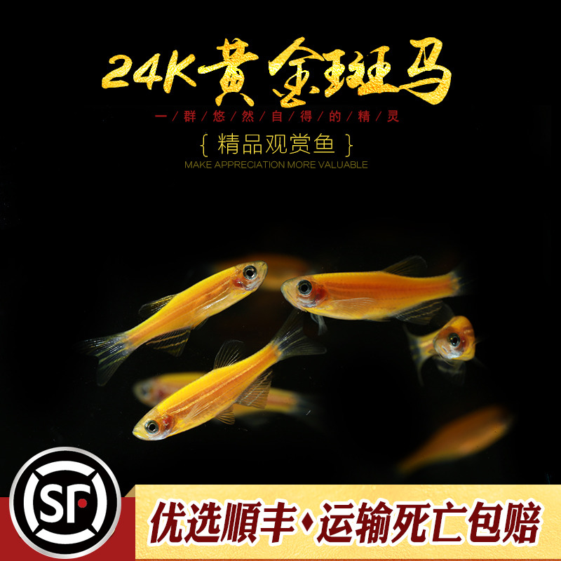 [水族乡]24K黄金斑马鱼荧光鳉鱼夜明珠萤光草缸冷水淡水小型群游-图2