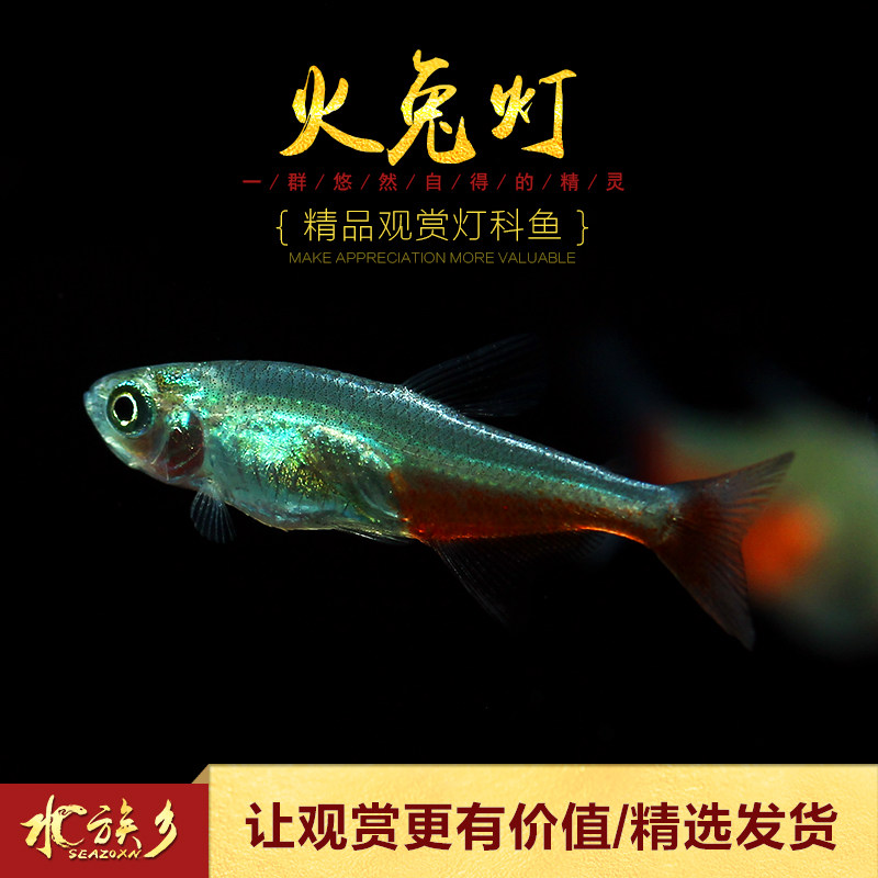 火兔灯鱼淡水草缸小型观赏鱼中上层群游灯科鱼稀有热带观赏鱼活体_虎窝淘