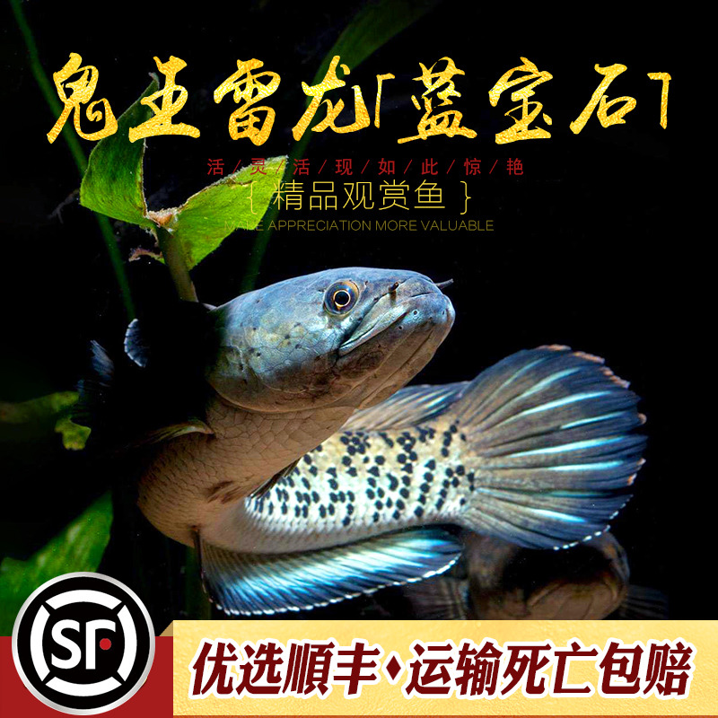 鬼王雷龙蓝宝石K流域巴卡二型精品易养活彩虹蓝帆奶茶热带鱼活体-图1