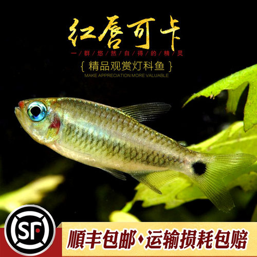 红唇可卡灯科鱼热带观赏小型群游南美高端稀有黄金红月可卡灯活体 - 图1