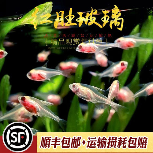 红肚玻璃灯淡水热带观赏鱼草缸群游透明霓虹七彩拉拉黄扯旗活体鱼 - 图1