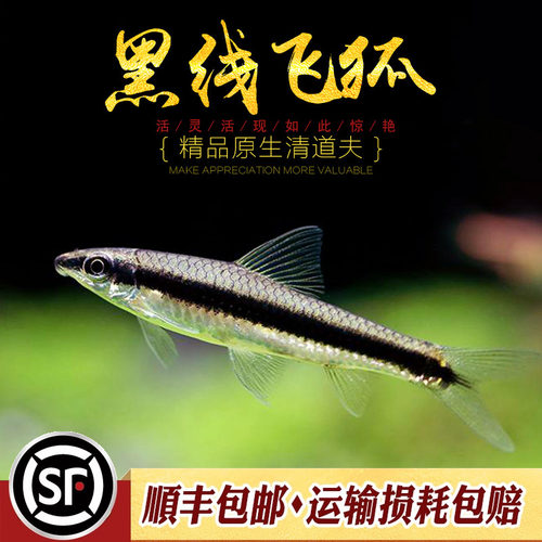 黑线飞狐 水草缸除黑毛藻强力除藻王工具鱼小猴金线一线飞狐活体 - 图2
