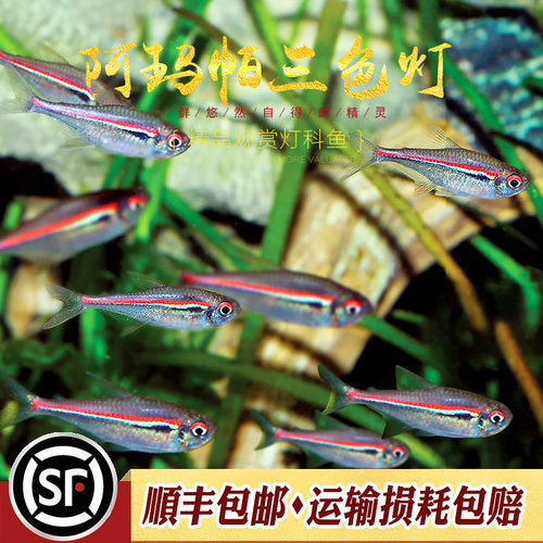 阿玛帕三色灯鱼南美阿马帕玛高端小型灯科鱼灯鱼群游观赏小鱼活体 - 图0