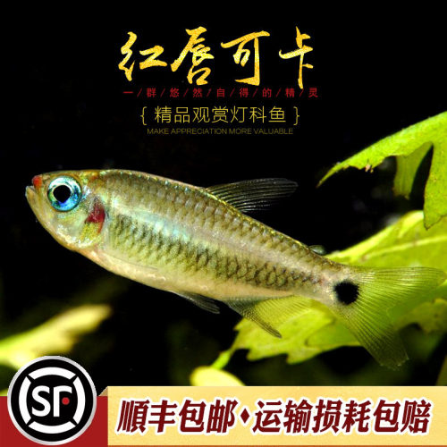 红唇可卡灯科鱼热带观赏小型群游南美高端稀有黄金红月可卡灯活体 - 图1