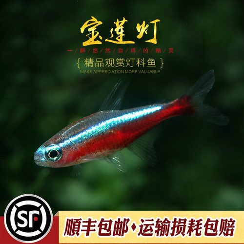 宝莲灯鱼淡水草缸热带鱼水族小型观赏鱼群游宠物新日光红莲灯科鱼 - 图0