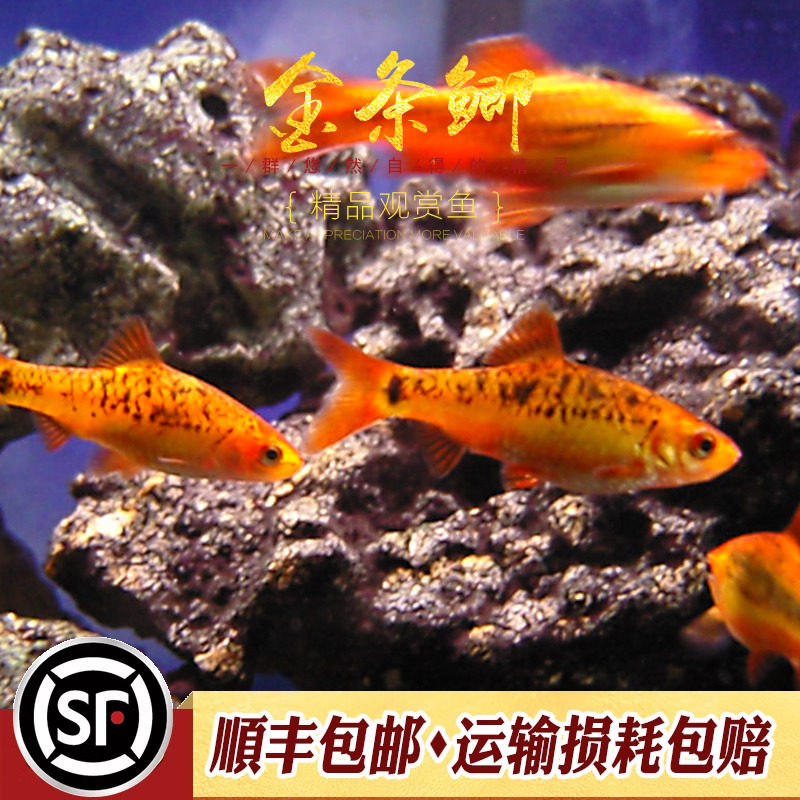 金条鲫鱼水草缸原生冷水淡水观赏鱼黄金灯鱼钻石彩虹鲫活体小型鱼,淘宝优惠券,粉丝福利购,淘宝优惠卷