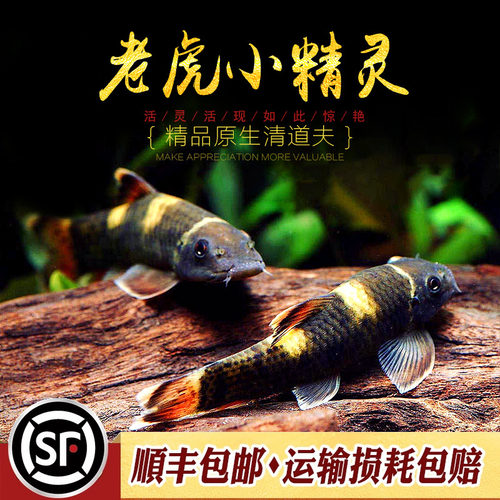 老虎小精灵鱼熊猫青苔鼠耐寒淡水进口原生除藻除青苔工具鱼活体鱼 - 图0