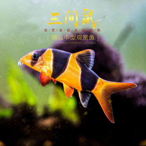 三间鼠鱼小丑泥鳅三间老鼠鱼龙鱼配鱼清缸热带观赏工具鱼活体宠物 - 图0