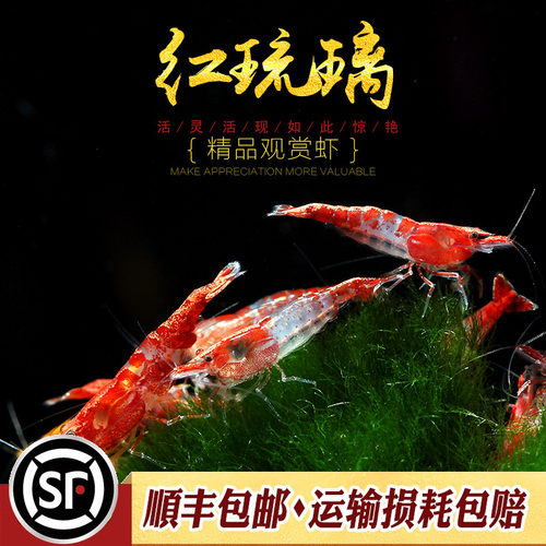 红琉璃虾水草鱼缸水族箱除藻宠物活体热带淡水观赏工具小型米虾 - 图0