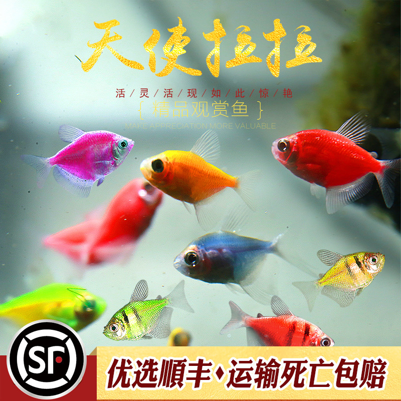 天使鱼黄衣绿衣老虎天使水族热带观赏小鱼懒人新手入门荧光鱼活体 - 图0