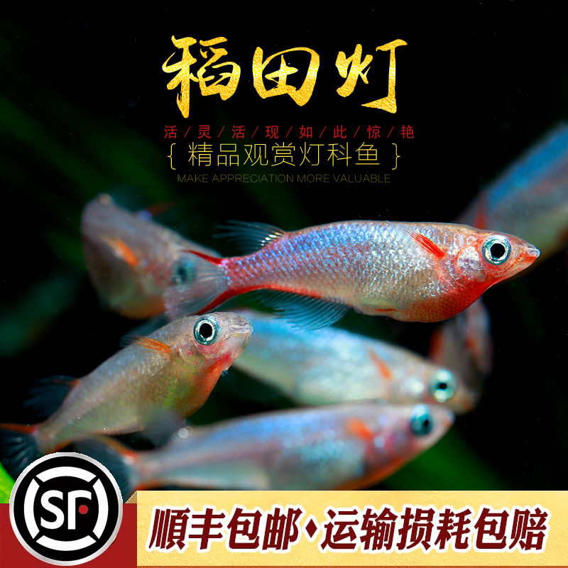 稻田灯鱼观背七彩霓虹稻田鱼小型热带鱼淡水观赏鱼梦幻鳉科鱼活体,淘宝优惠券,粉丝福利购,淘宝优惠卷