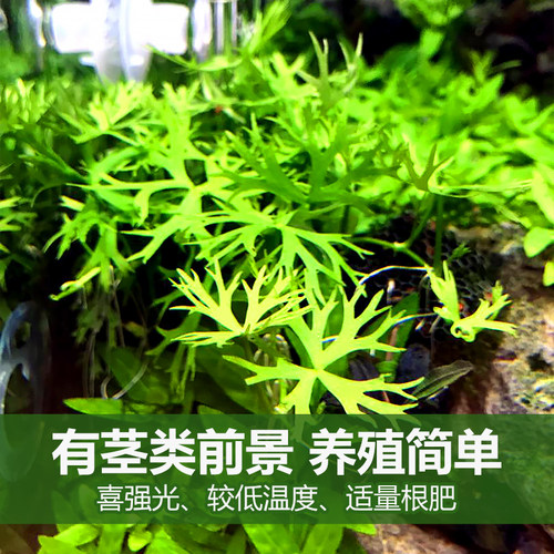 鹿角矮珍珠水草发烧高端中前进造景迷你趴爬地矮珍珠稀有品种活体 - 图1