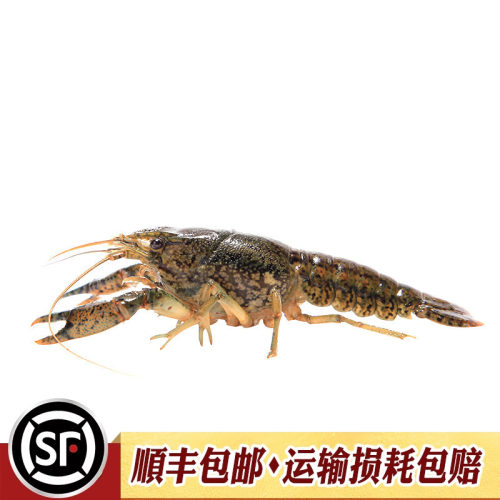 龙纹虾新手入门淡水观赏虾宠物小龙虾单性繁殖蓝螯虾橘鳌虾活体虾 - 图3