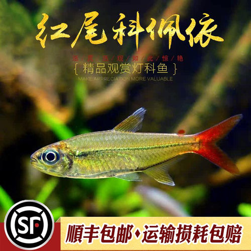 红尾科佩依鱼科配衣中高端南美灯科鱼热带鱼淡水鱼草缸群灯鱼活体 - 图1