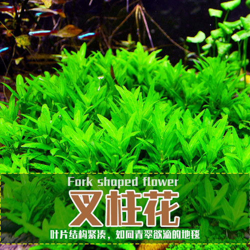 [水族乡]前景水草 优质 正宗南美叉柱花 叉柱青叶柳 鱼缸造景推荐 - 图1