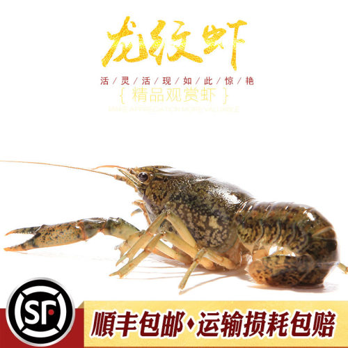龙纹虾新手入门淡水观赏虾宠物小龙虾单性繁殖蓝螯虾橘鳌虾活体虾 - 图2