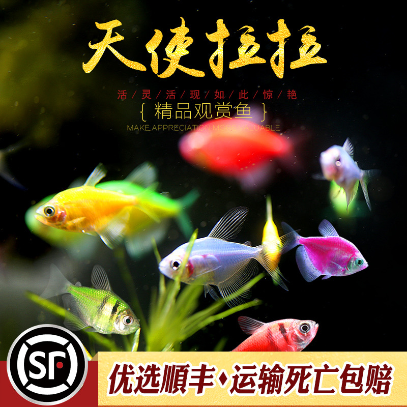 天使鱼黄衣绿衣老虎天使水族热带观赏小鱼懒人新手入门荧光鱼活体 - 图2