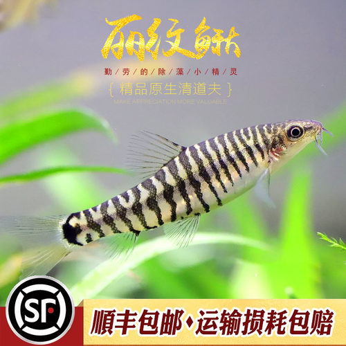 丽纹鳅云南斑马鳅淡水观赏鱼冷水不加温底层工具鱼群游热带鱼活体 - 图0