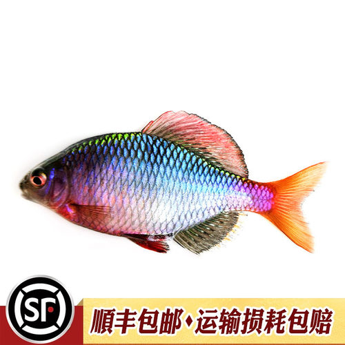 越南鳑鲏鱼中华yu彩石yu火山原生冷水观赏鱼旁皮水草缸不加温活体 - 图3