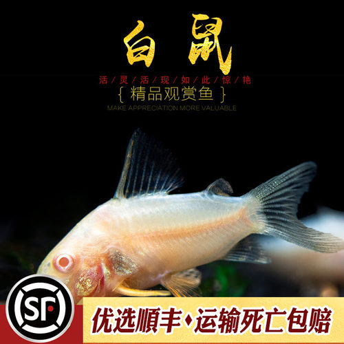 白鼠鱼白子红眼咖啡鼠鱼缸清洁底栖工具吃垃圾清理食物残渣活体鱼-图1