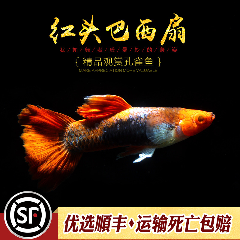 [水族乡]红头巴西红扇热带观赏宠物鱼巴西扇小型鱼缸活体凤尾鱼-图2