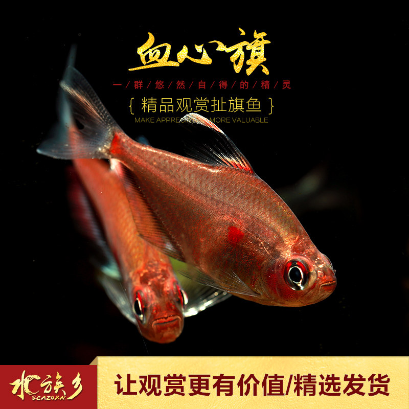 紫印鱼,印鱼钓鱼,印鱼(第11页)_大山谷图库