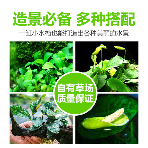 水榕水草植物蓝精灵丹麦瓦利斯尖叶黄金迷你小榕草缸懒人造景水草 - 图1
