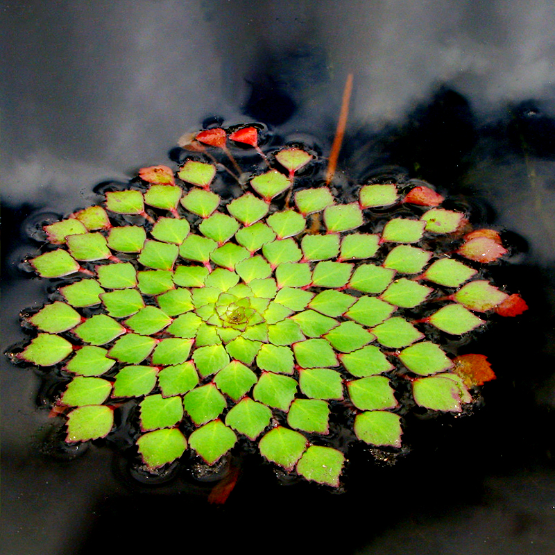 黄花菱水草淡水鱼缸植物造景黄花棱浮萍一叶莲红毛丹萍香蕉草活体-图3