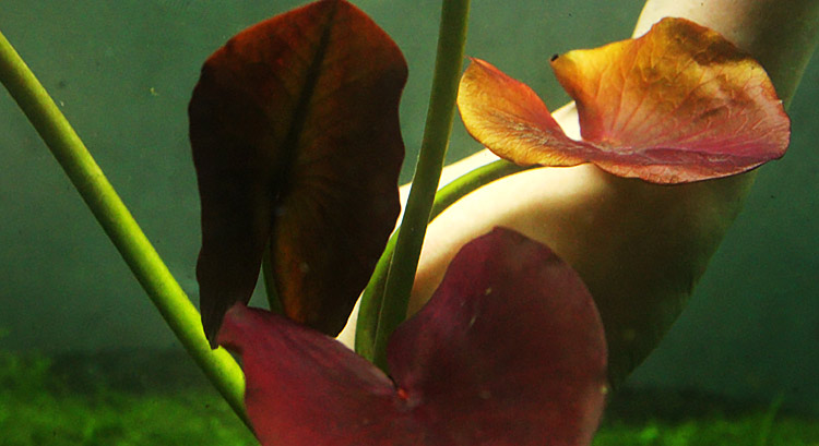 [水族乡]红河根红荷根青荷根水族箱鱼池睡莲类中后景水草鱼缸造景-图2