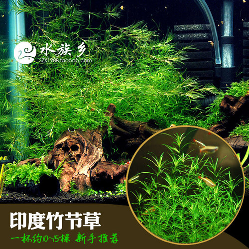 印度小竹节草中后景懒人新手造景虾缸躲避真金鱼藻阴性水草缸活体 - 图1