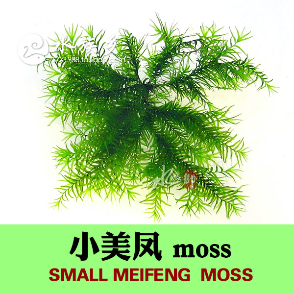 [水族乡]小美凤迷你美凤水草moss网片定植虾缸水草缸凤尾莫丝-图1