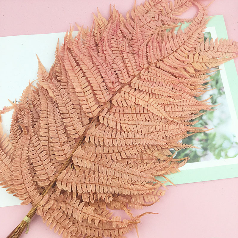 国产蕨叶天然永生花芒萁叶文竹龙须草花材情人节干花diy花盒材料