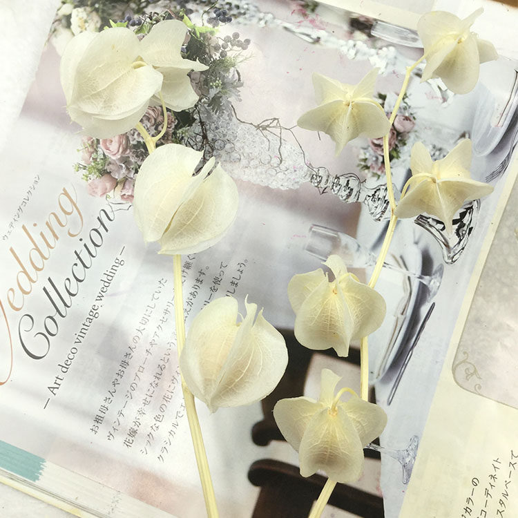 永生花diy情人节材料包灯笼果ins保鲜玫瑰风铃果玻璃罩礼金花盒