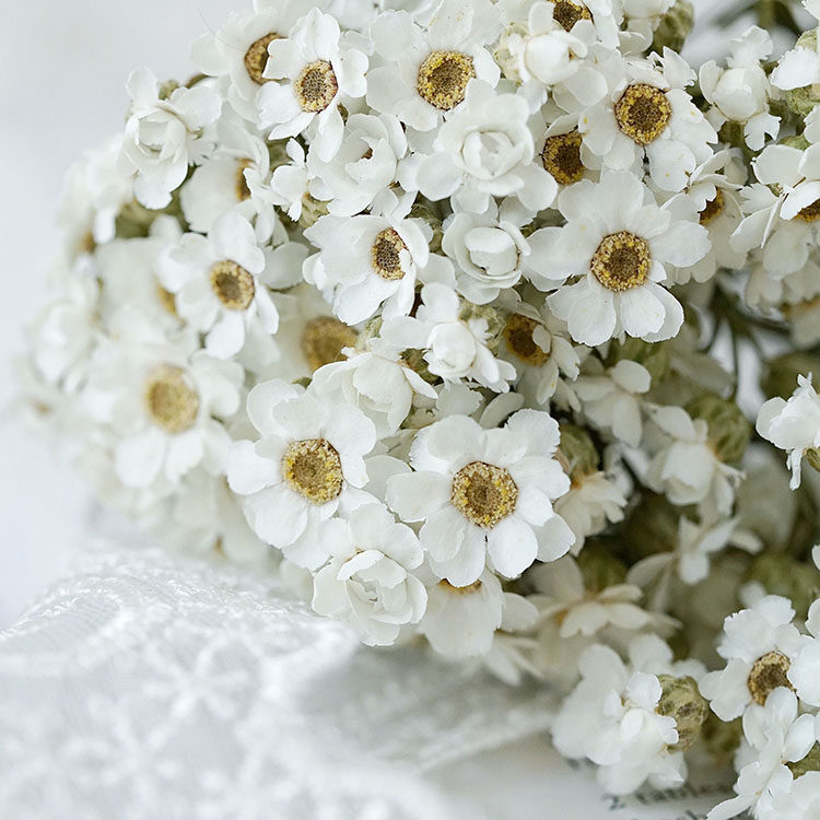 520永生花黛西白梅保鲜小雏菊婚礼鞋盒花束diy情人节新年礼盒配材