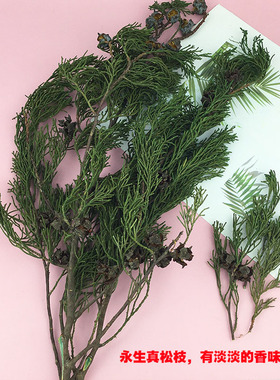 干松枝天然永生花花掌柜Diy手工