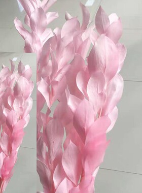 永生花花桔叶真花花材插画拍摄道具橘叶保鲜花叶子花艺装饰花卉