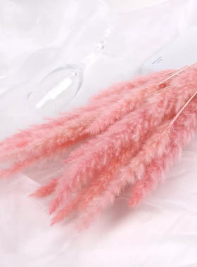 干花芦苇拍摄道具蒲苇拂尘花束