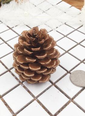 diy现金永生花礼盒天然松果干果