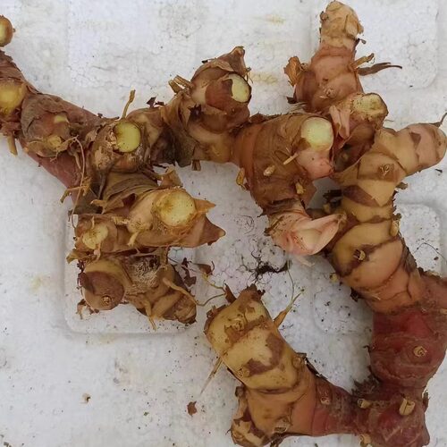 新鲜南姜山姜 galangal 冬阴功汤潮汕牛肉火锅配料农产品 包邮 - 图1