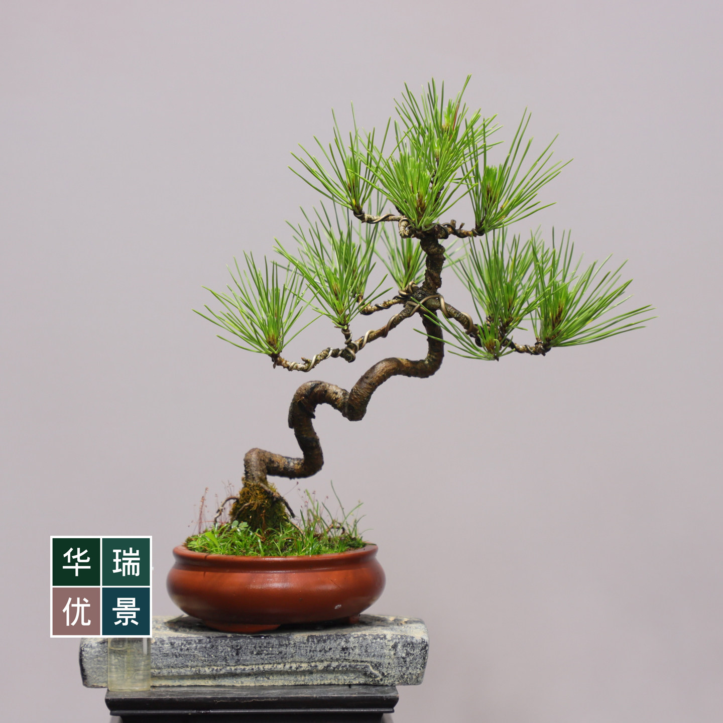 爆皮小黑松掌上盆景茶台盆景办公桌绿植掌上盆栽耐旱耐冻植物送礼,淘宝优惠券,粉丝福利购,淘宝优惠卷