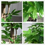 Симуляция деревья Фортуна Bonsai Real Tree Плохой экологические искусственные растения Семейный цветок цветочный сад набор сада