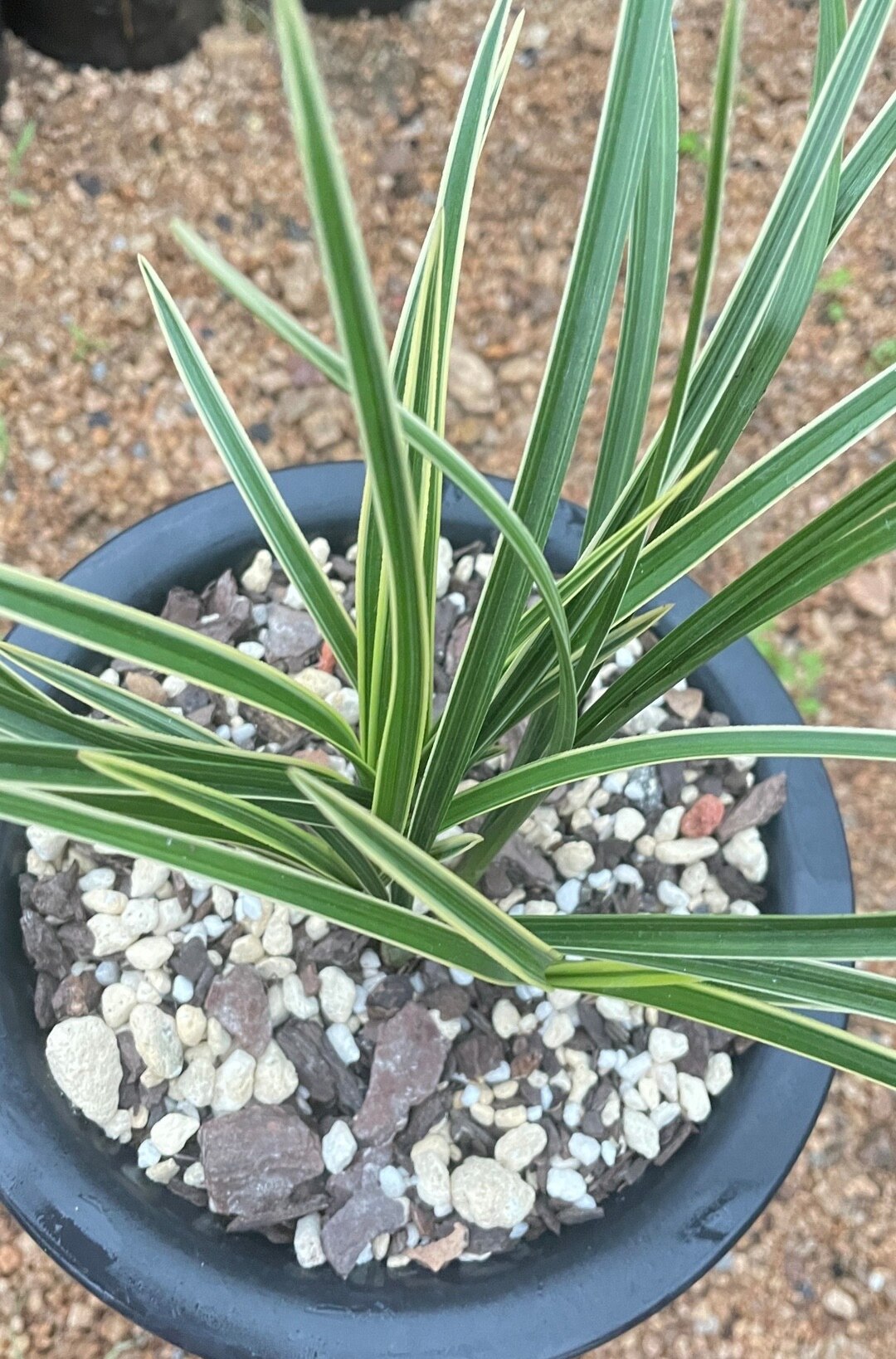 蕙兰边草复轮稿艺金边兰花苗带花苞浓香室内办公阳台绿植盆栽花卉