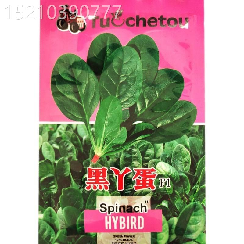 胖黑丫蛋菠肉LRR菜种子菜红根大叶厚菠种籽四季蔬菜耐菠寒速生菜-图3